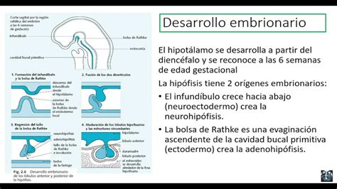 bolsa de rathke